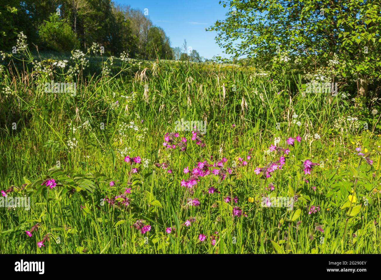 Red campion flowers on a summer meadow in rural landscape Stock Photo