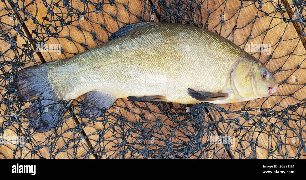 One freshly caught raw fish tench and a cage on a wooden surface. A species of ray-finned fish of the carp family, the only representative of the Stock Photo