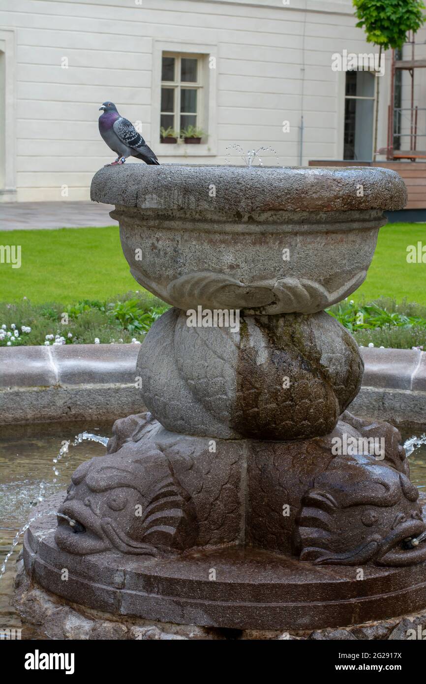 Bluish gray racing pigeon with dark spots resting on the ancient fountain. Close up. Stock Photo