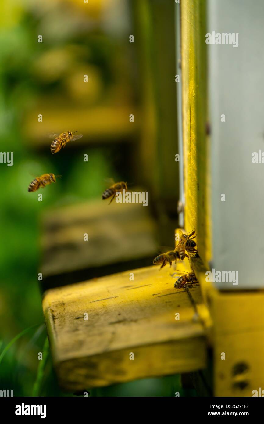 Black bees hive entrance hi-res stock photography and images - Alamy