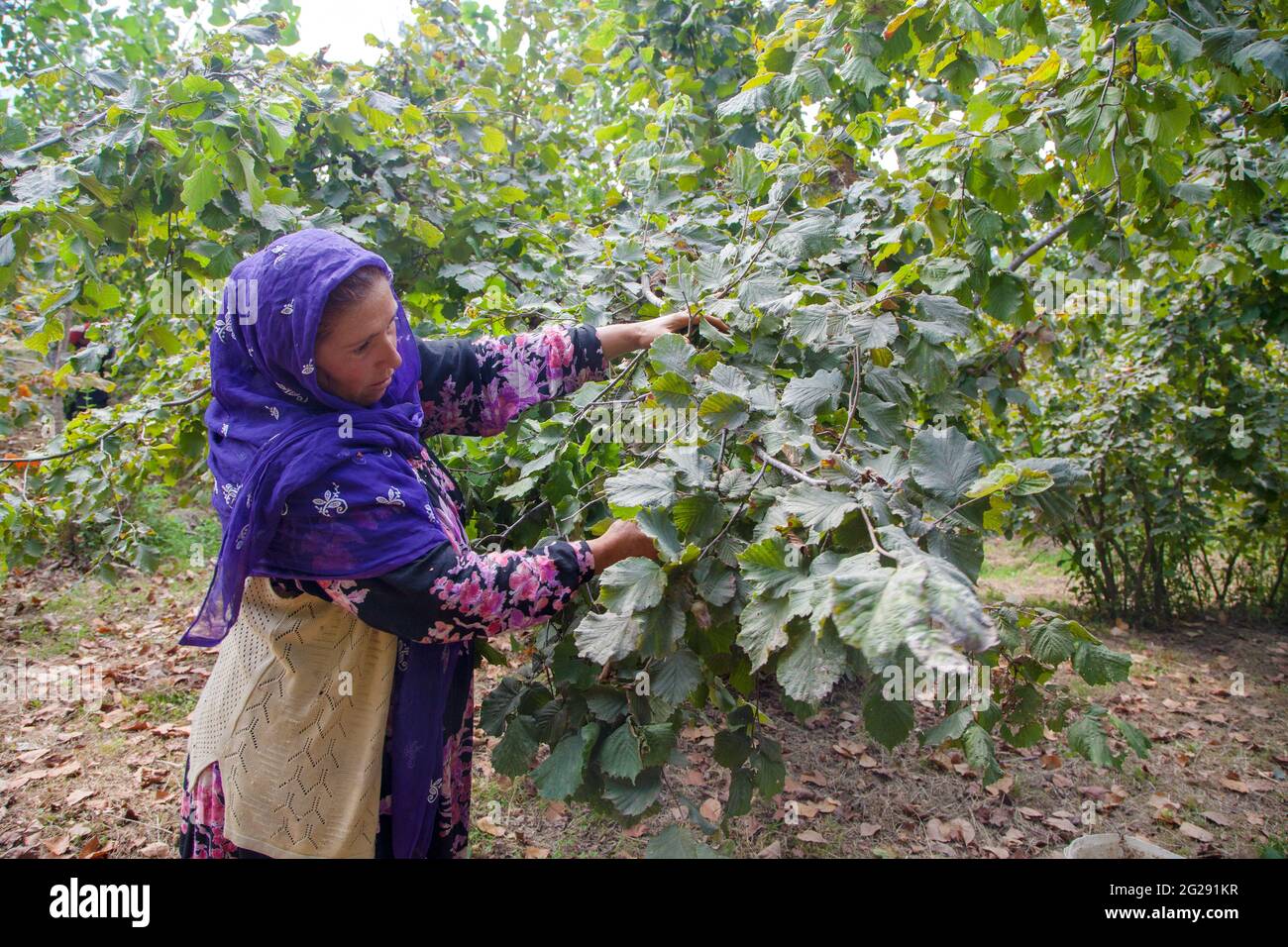 Ordu/Turkey - 08/05/2016: A seasonal woman worker while picking nuts Stock Photo