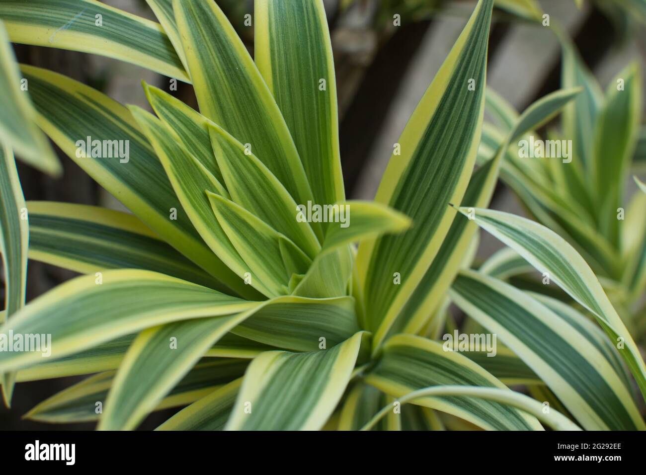 Dracaena green leaves close up for background. Stock Photo