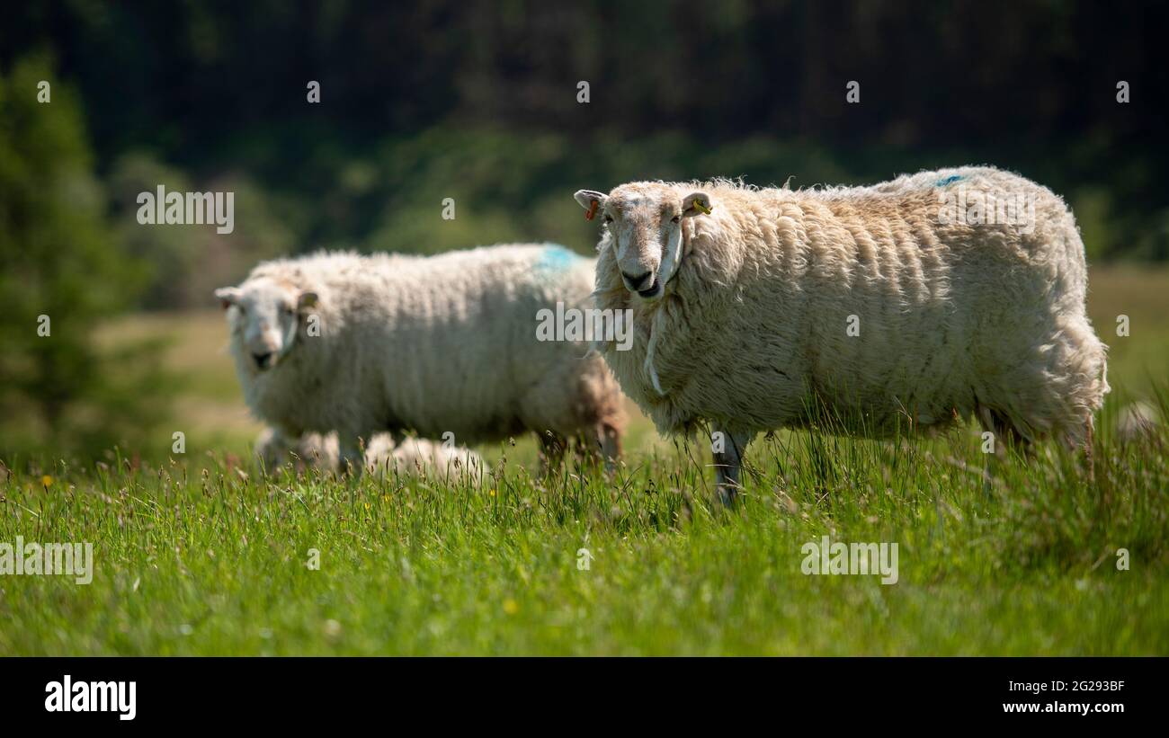 UK Weather; 9th June 2021: Sheep bask in the glorious sunshine on the ...