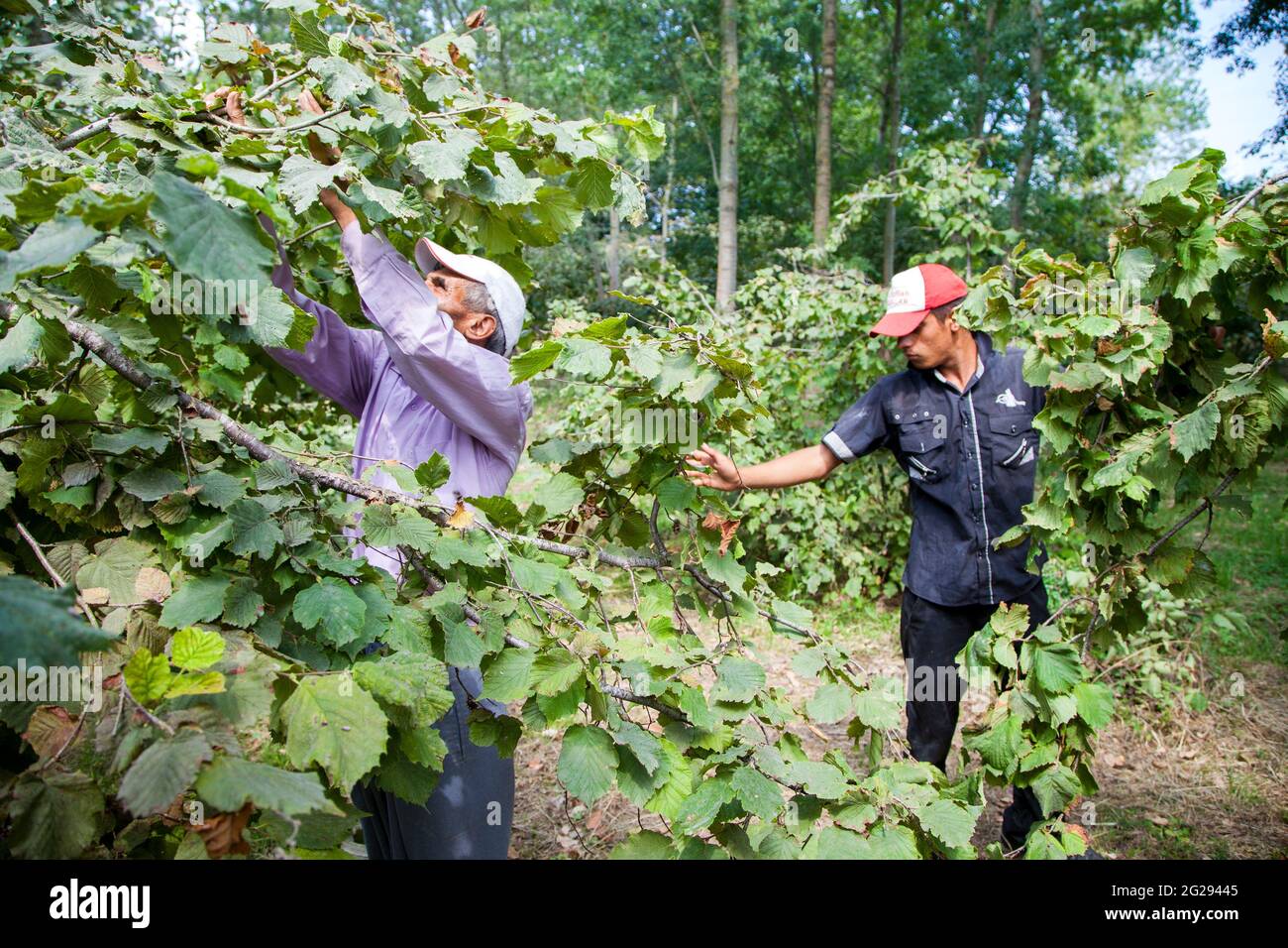 Ordu/Turkey - 08/05/2016:A seasonal man worker while picking hazelnut Stock Photo