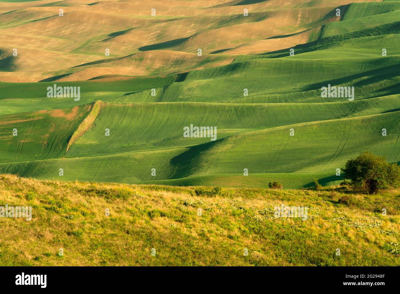 Green rolling hills of farmland wheat fields seen from the Palouse in Washington State USA Stock Photo