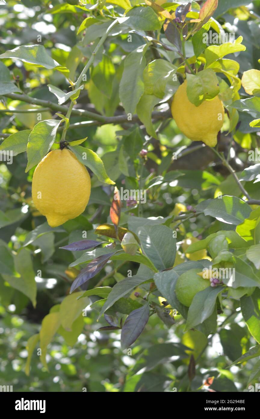 Lemons in lemon tree in a agricultural plantation Stock Photo Alamy