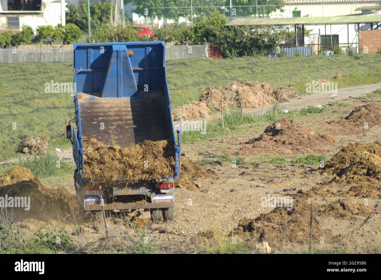 Truck depositing mountains of manure in an agricultural orchard Stock Photo