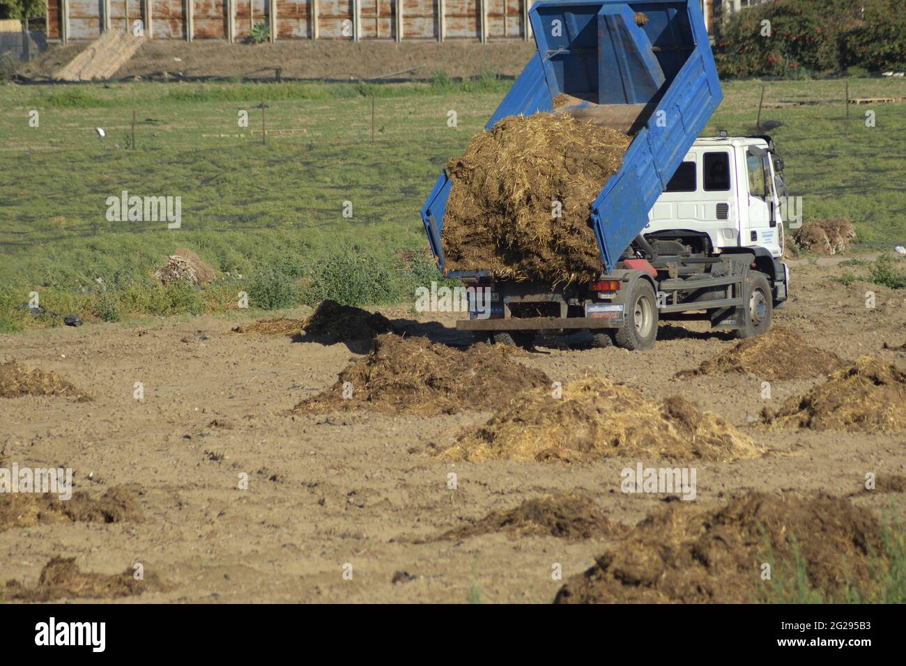 Truck depositing mountains of manure in an agricultural garden Stock Photo