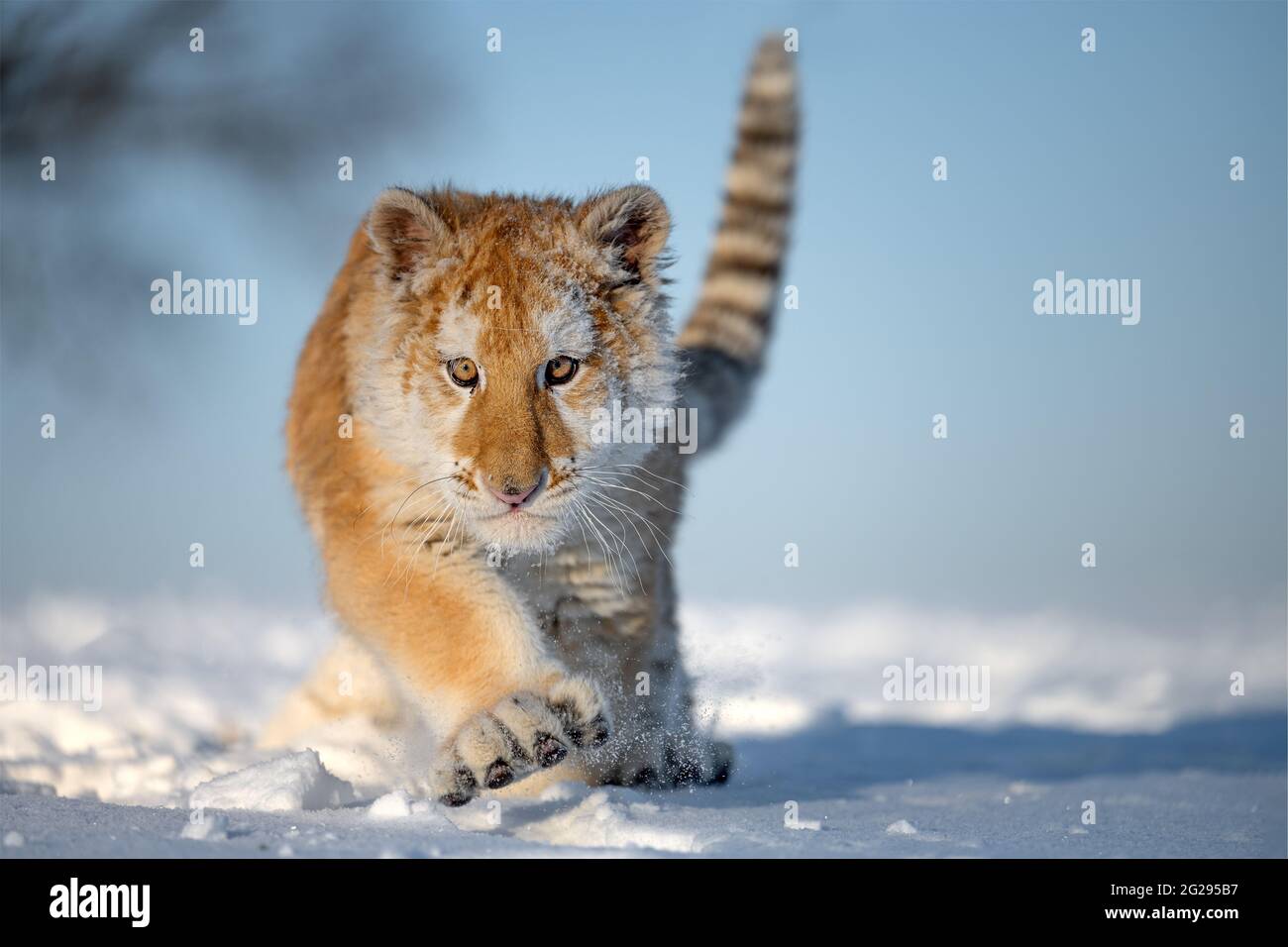 Tiger cub hi-res stock photography and images - Alamy