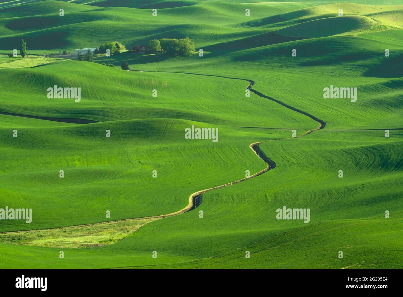 Green rolling hills of farmland wheat fields seen from the Palouse in Washington State USA Stock Photo