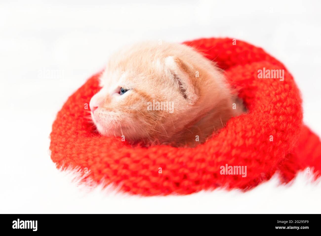 Small Christmas ginger kitten is sweetly basking in a knitted red Santa hat. Soft and cozy with a Christmas tree. Christmas, home comfort and new year Stock Photo