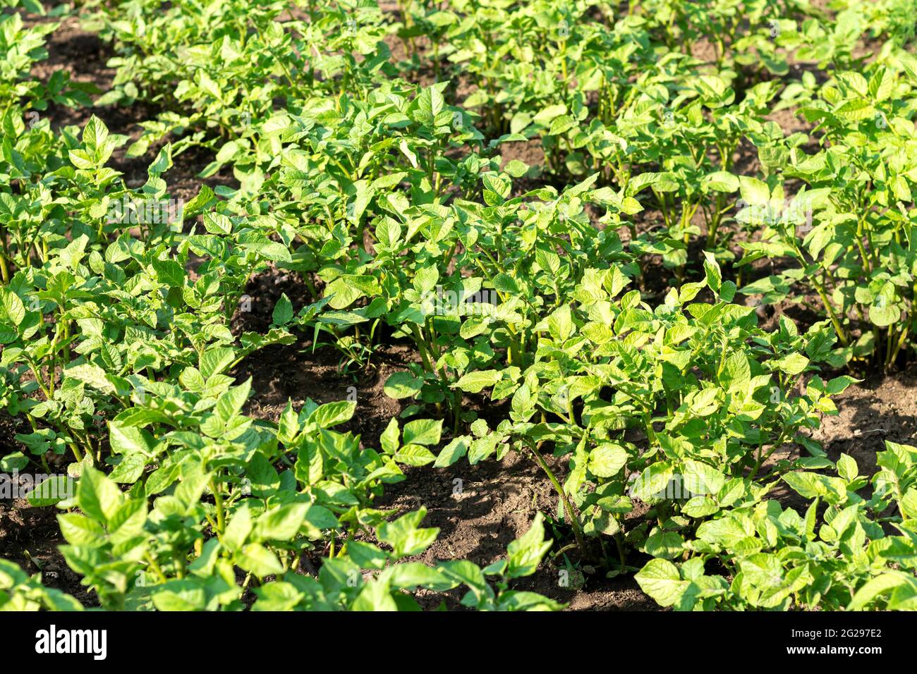Beds of young organic potato plants growing in vegetable farm field Stock Photo