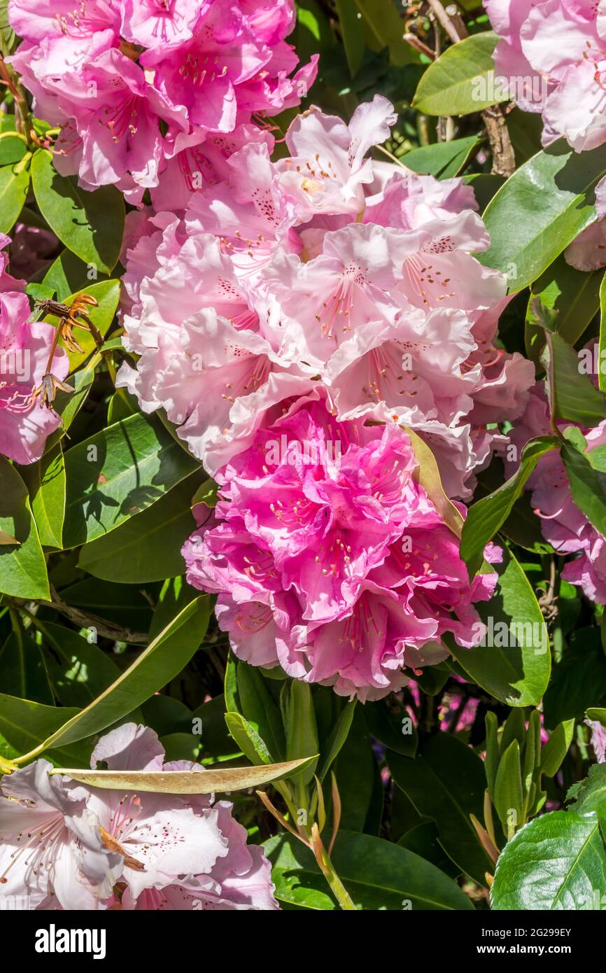Pink Rhodos A close-up shot of pink Rhododendrons Stock Photo - Alamy