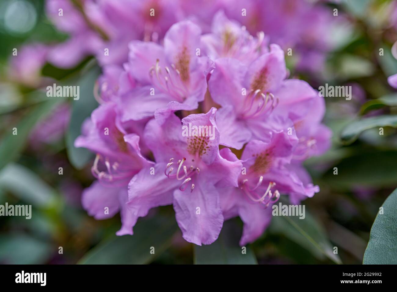 azalea rhododendron flower in full bloom close-up beautiful delicate ...