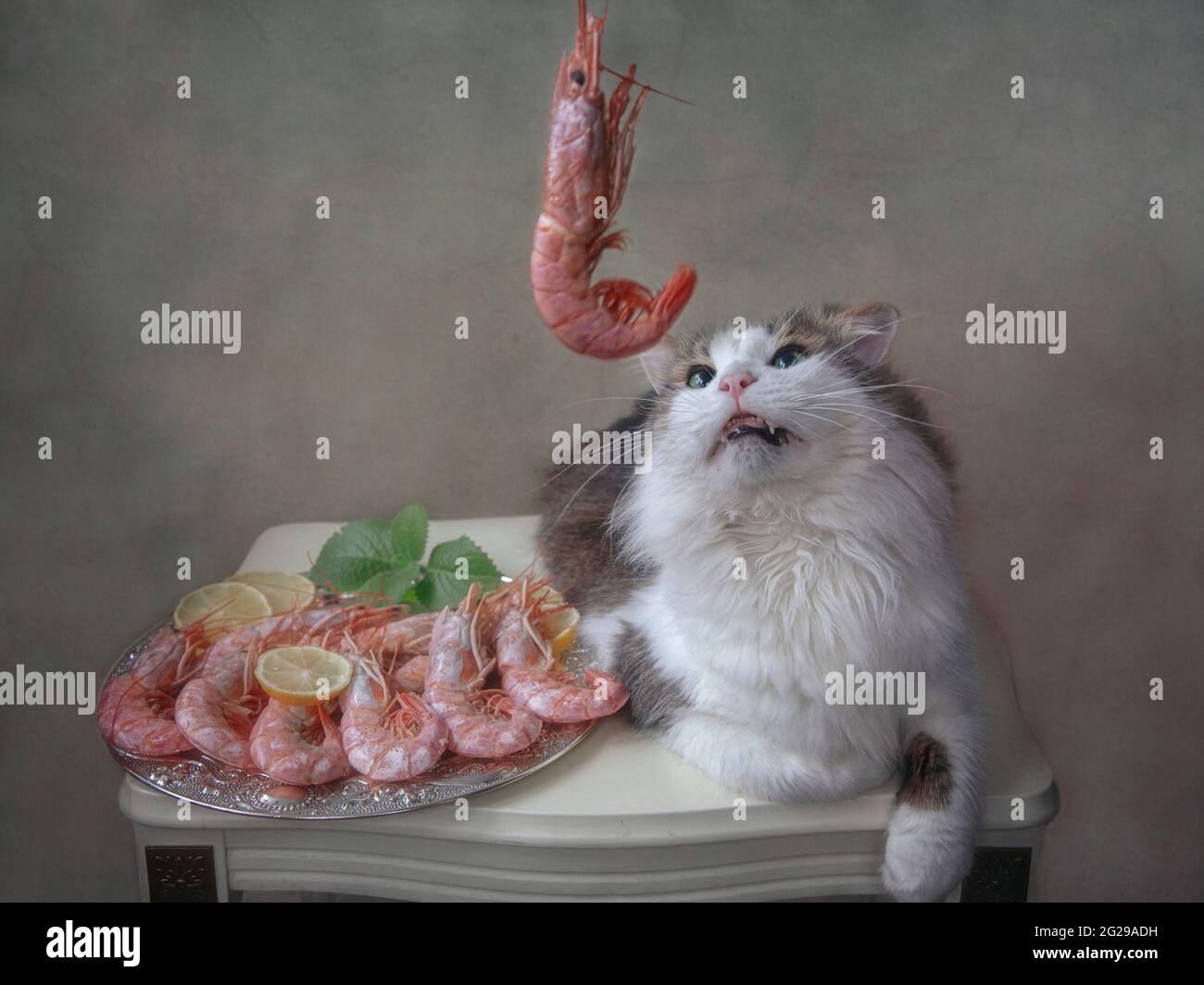 cat shrimp