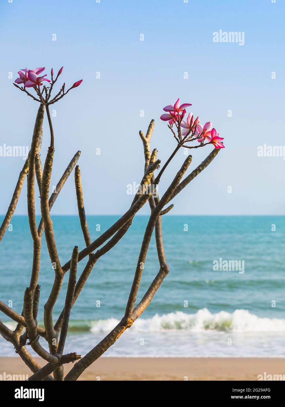 A bouquet of Champa flowers that grow on the beach. Plumeria flower on