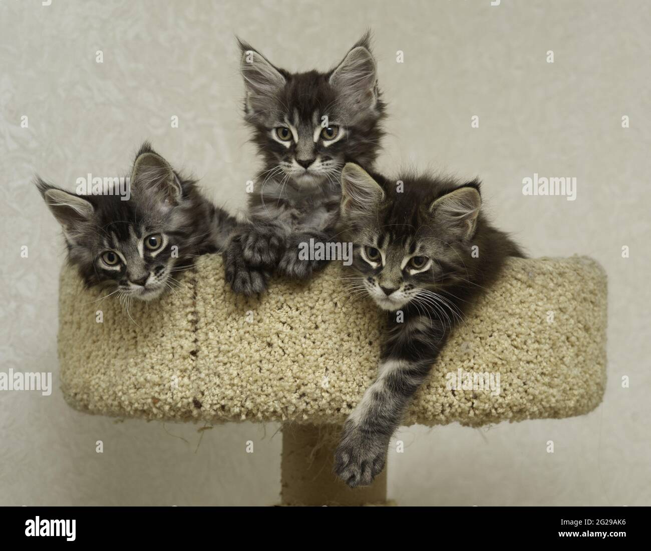 three kittens are sitting in a play cat complex Stock Photo