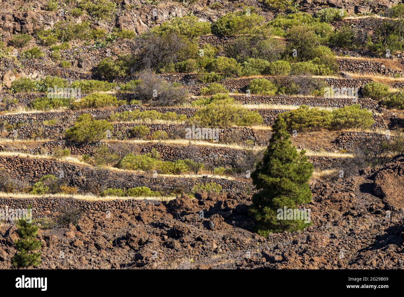 Abandoned agricultural terraces on a hillside near Arguayo, Santiago del Teide, Tenerife, Canary Islands, Spain Stock Photo