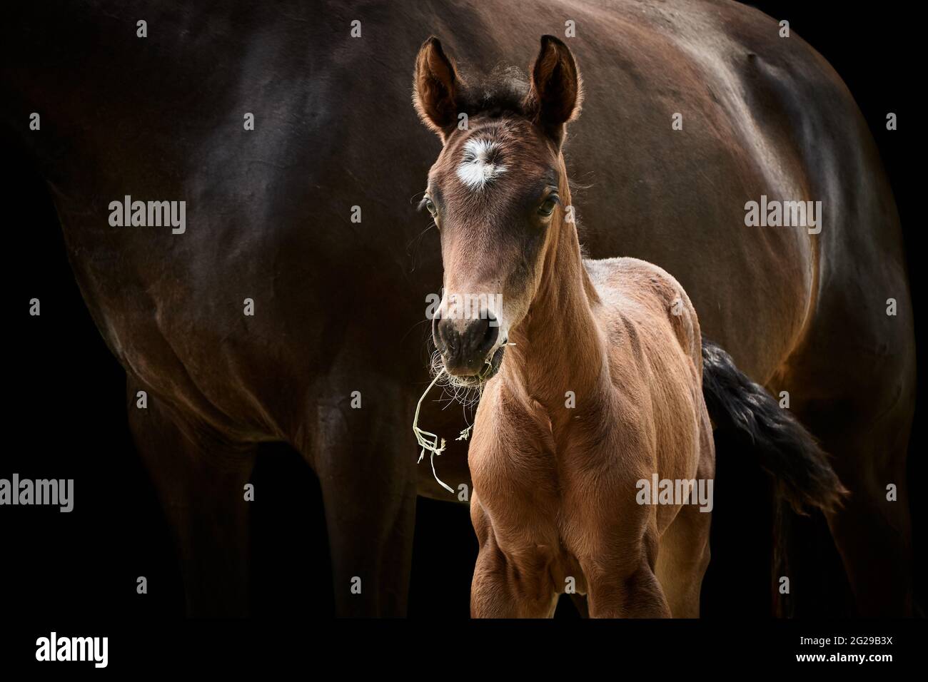 Thoroughbred filly foal horse standing close to mare isolated on black background. Stock Photo