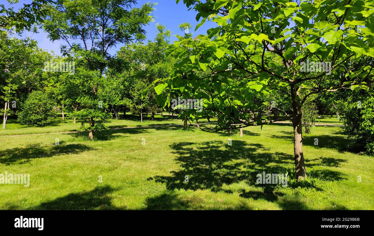 Beautiful park morning view hi-res stock photography and images - Alamy