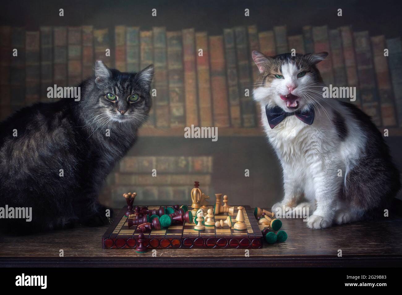 Two cats playing chess in the library Stock Photo Alamy