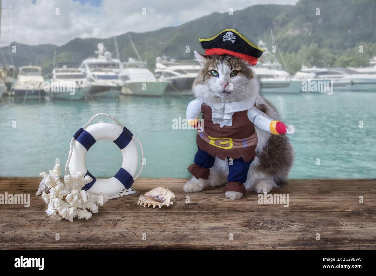 Cat top pirate costume