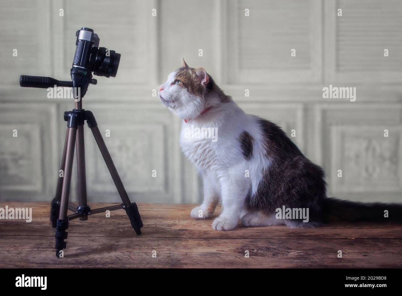 Portrait of adorable spotted cat with camera Stock Photo - Alamy