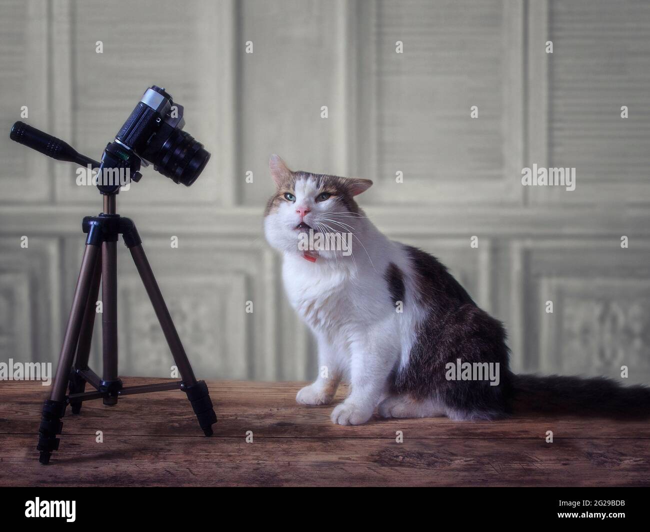 Portrait of adorable spotted cat with camera Stock Photo - Alamy