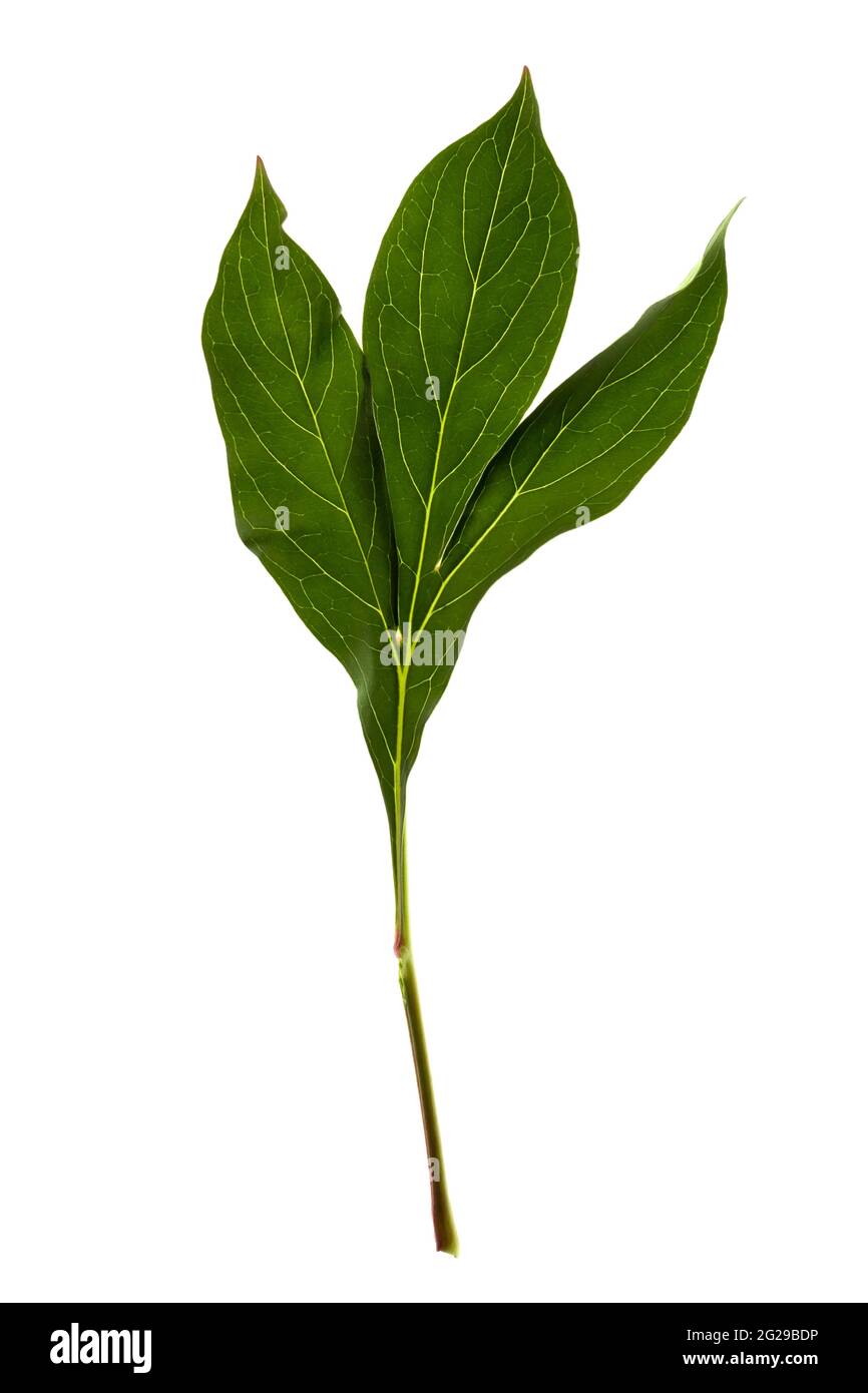 Green leaf of peony closeup isolated on white background Stock Photo ...