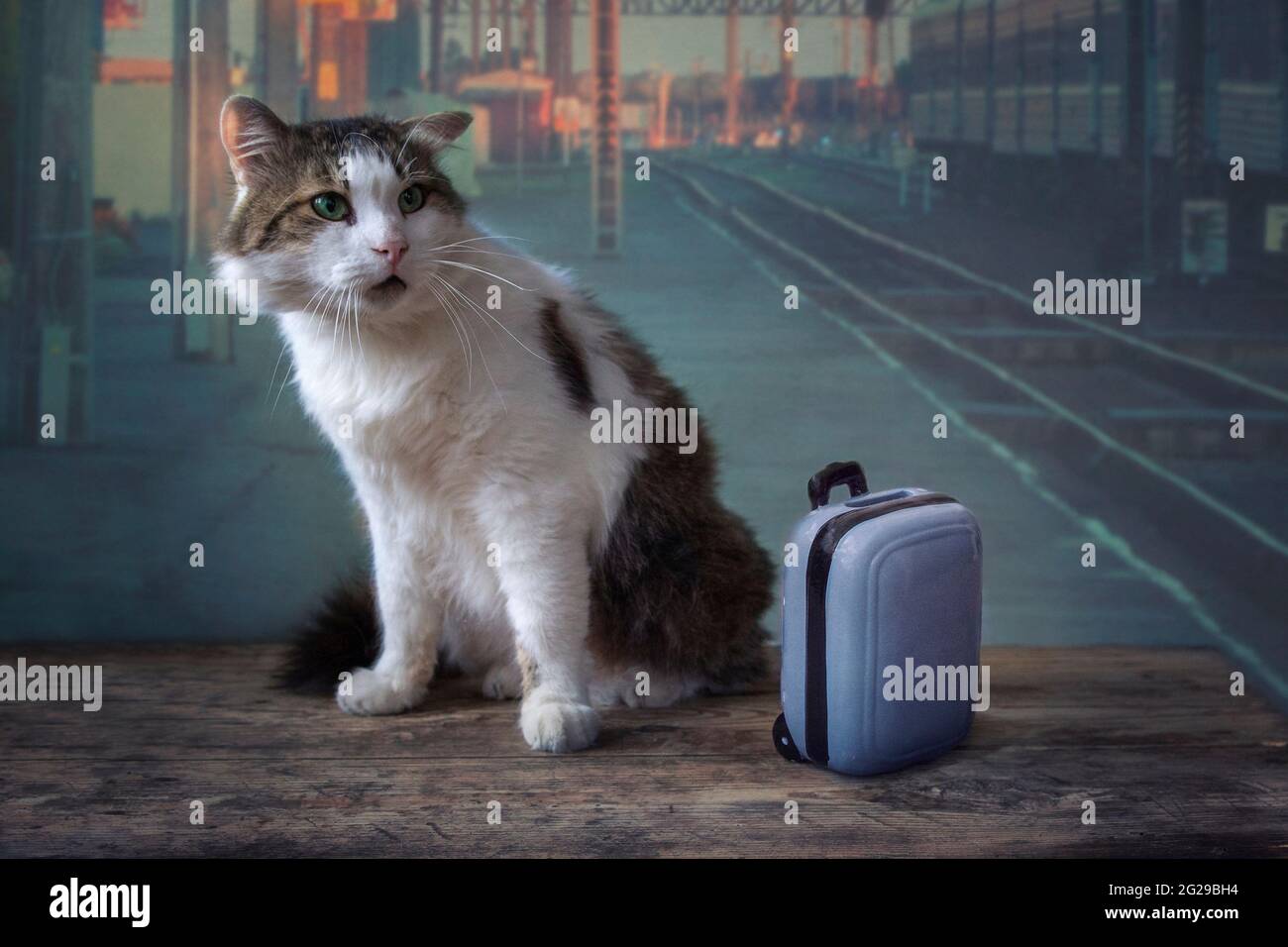 Funny cat with baggage on the railway station Stock Photo - Alamy