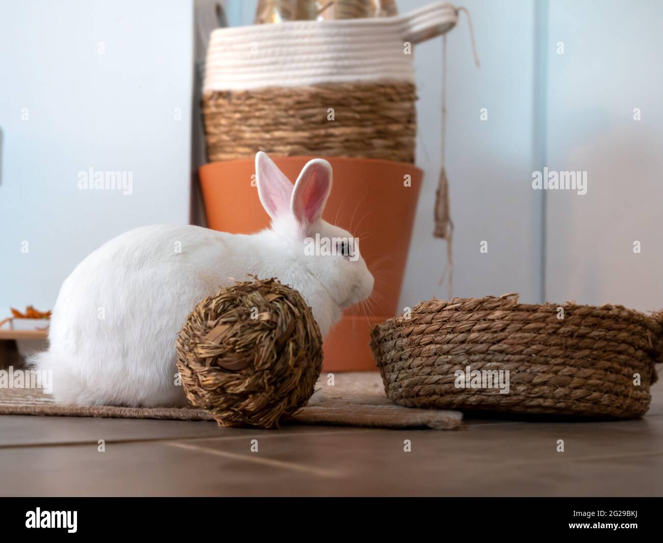 Little pet white rabbit. Daily life Stock Photo - Alamy