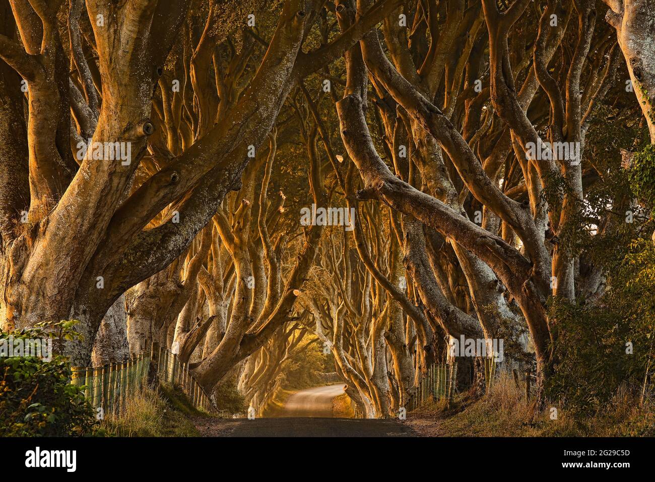 Nice moody photograph of the famous Dark Hedges shrouded in the mist. Game of Thrones location for the 'Kings Road' scene. Stock Photo
