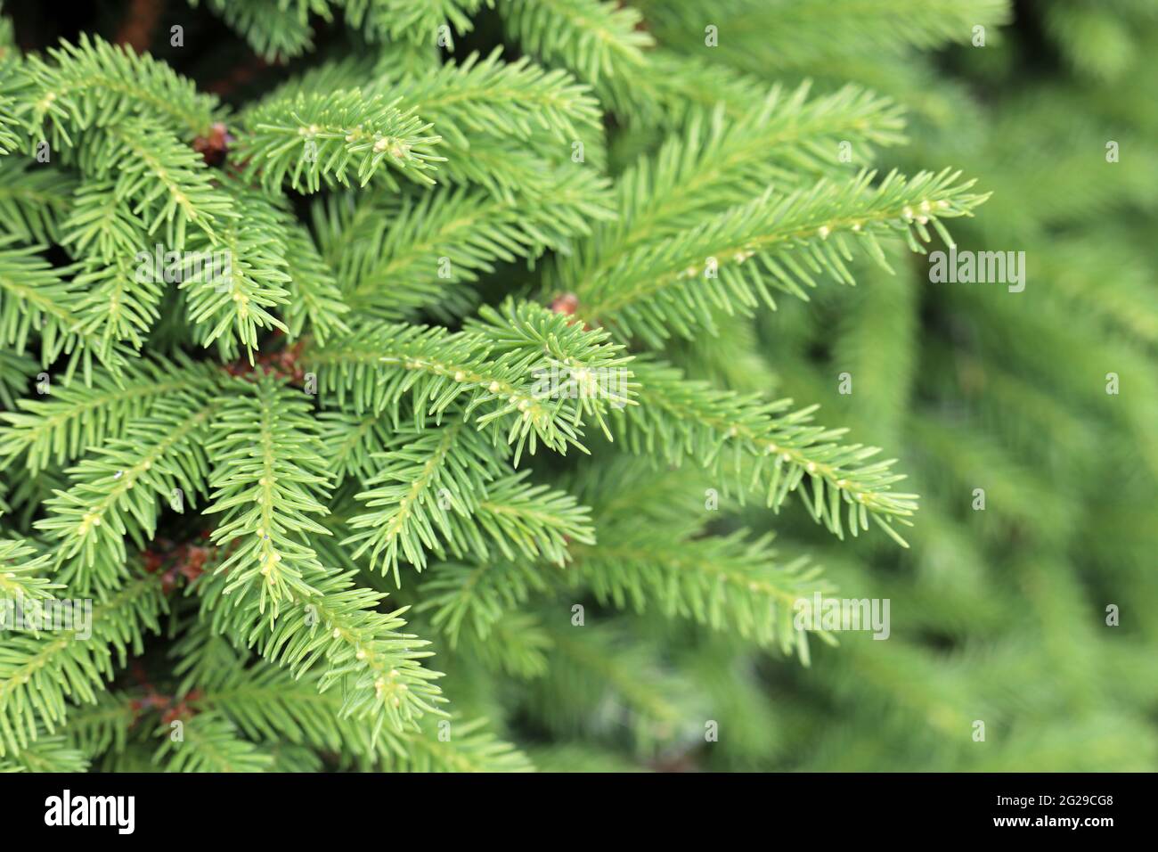 Fir branches with young green needles, spruce Christmas background Stock Photo