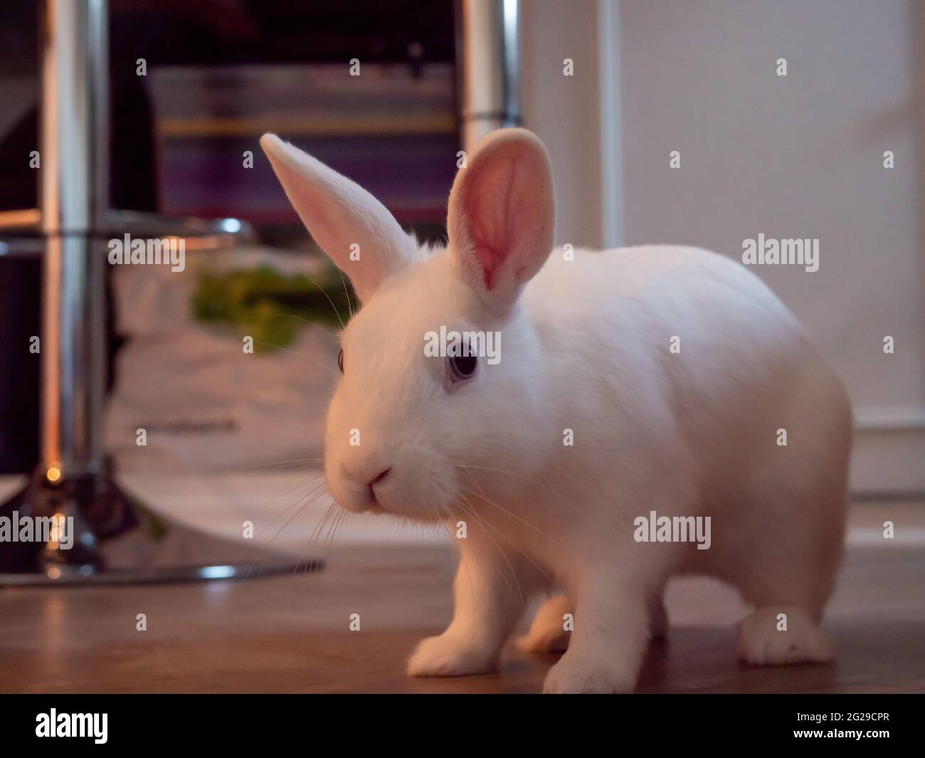 Little pet white rabbit. Daily life Stock Photo - Alamy