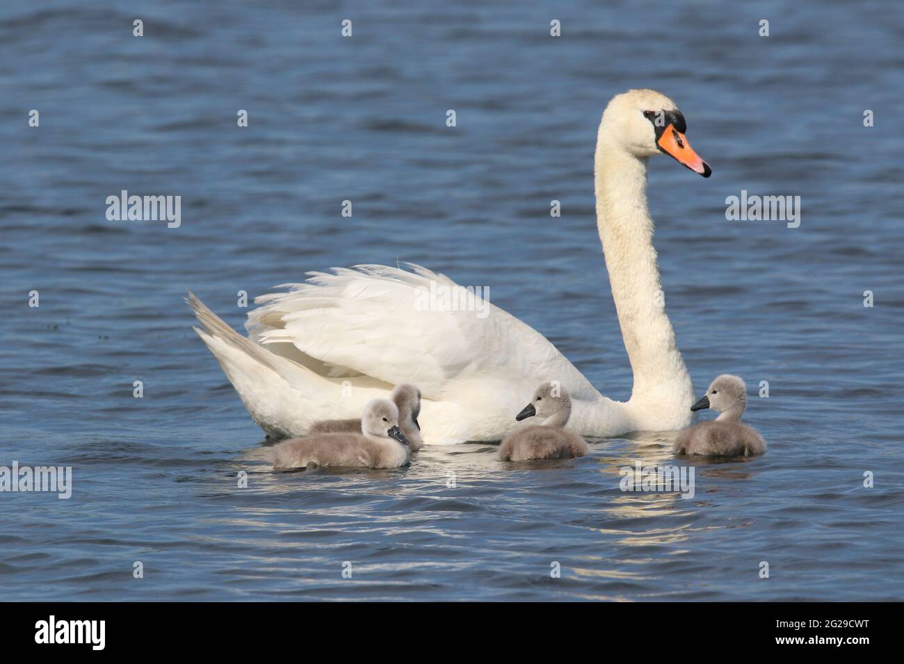 Mute swan Cygnus olor mother swimming with her family of four cygnets Stock Photo