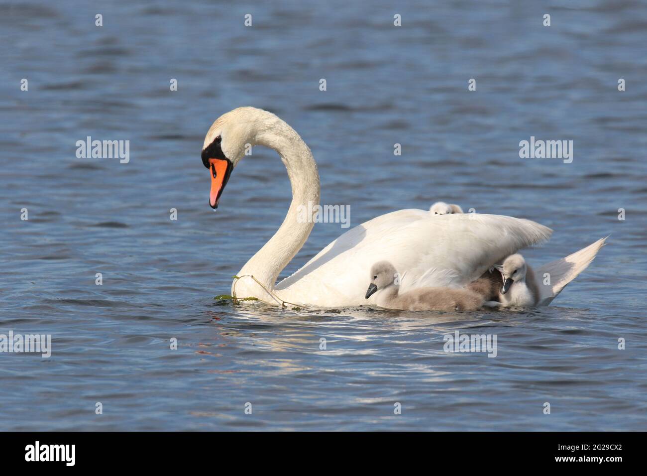 Mute swan Cygnus olor mother carrying cygnets on her back Stock Photo