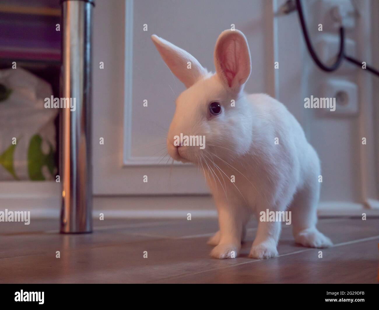 Little pet white rabbit. Daily life Stock Photo - Alamy