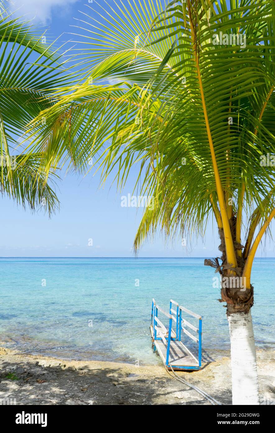 Coconut palms on the coast of Cozumel Island Stock Photo