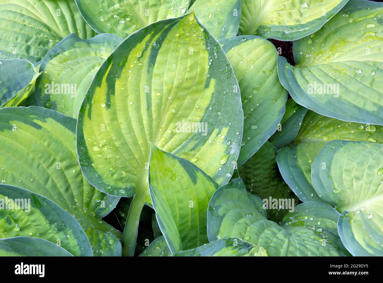 Beauty in nature. Raindrops scattered across textured surfaces of colorful variegated green and blue Hosta leaves (also known as plantain lily). Stock Photo