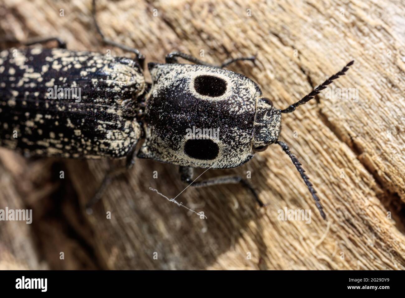 Eastern Eyed Click Beetle (Alaus oculatus) laying eggs into a dead tree.   June 1st, 2021 Stock Photo