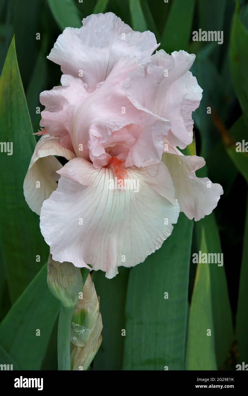 Lovely bearded iris blossom (Iris germanica) with ruffled pink petals and contrasting orange beard against a soft background of green iris leaves. Stock Photo