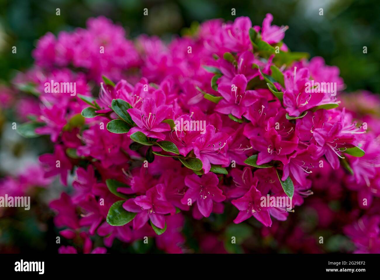 azalea rhododendron flower in full bloom close-up beautiful delicate ... - Venturing Airy Blooming Uk