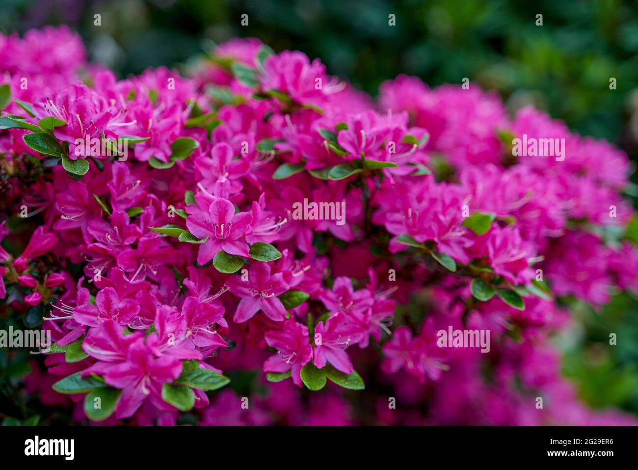 Venturing Airy Blooming Uk photo