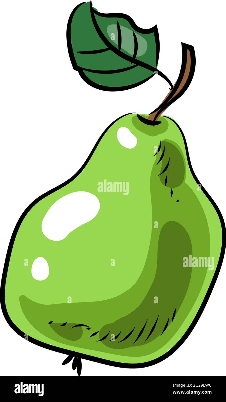 Pear vector illustration, green fruit graphic icon Stock Vector Image ...