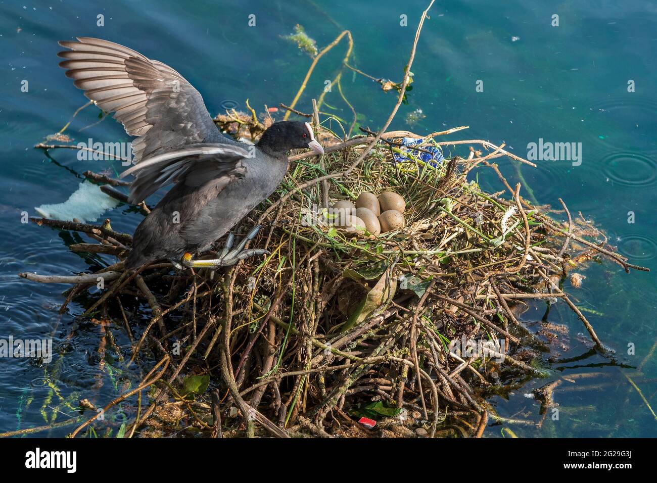 Nesting Coot with a clutch of eggs on the nest. Stock Photo