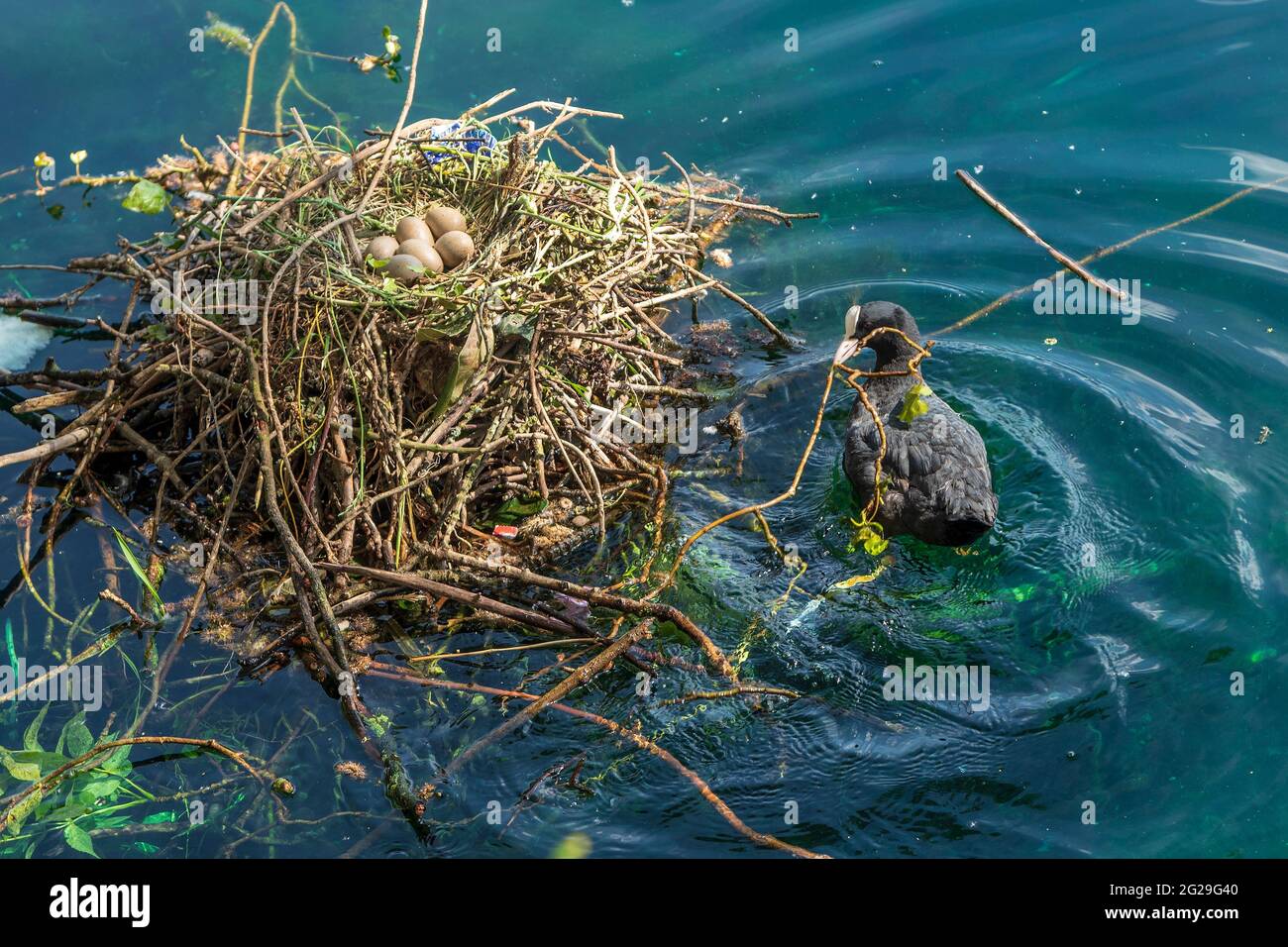 Nesting Coot with a clutch of eggs on the nest. Stock Photo