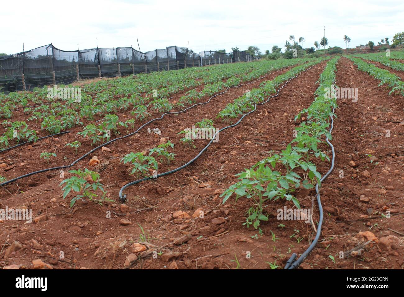 Farming land at Mandya, Karnataka Stock Photo Alamy