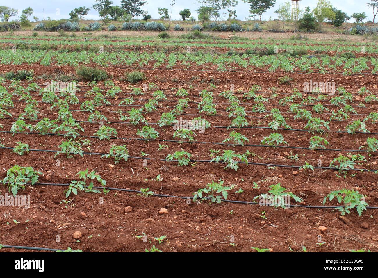 Farming land at Mandya, Karnataka Stock Photo Alamy