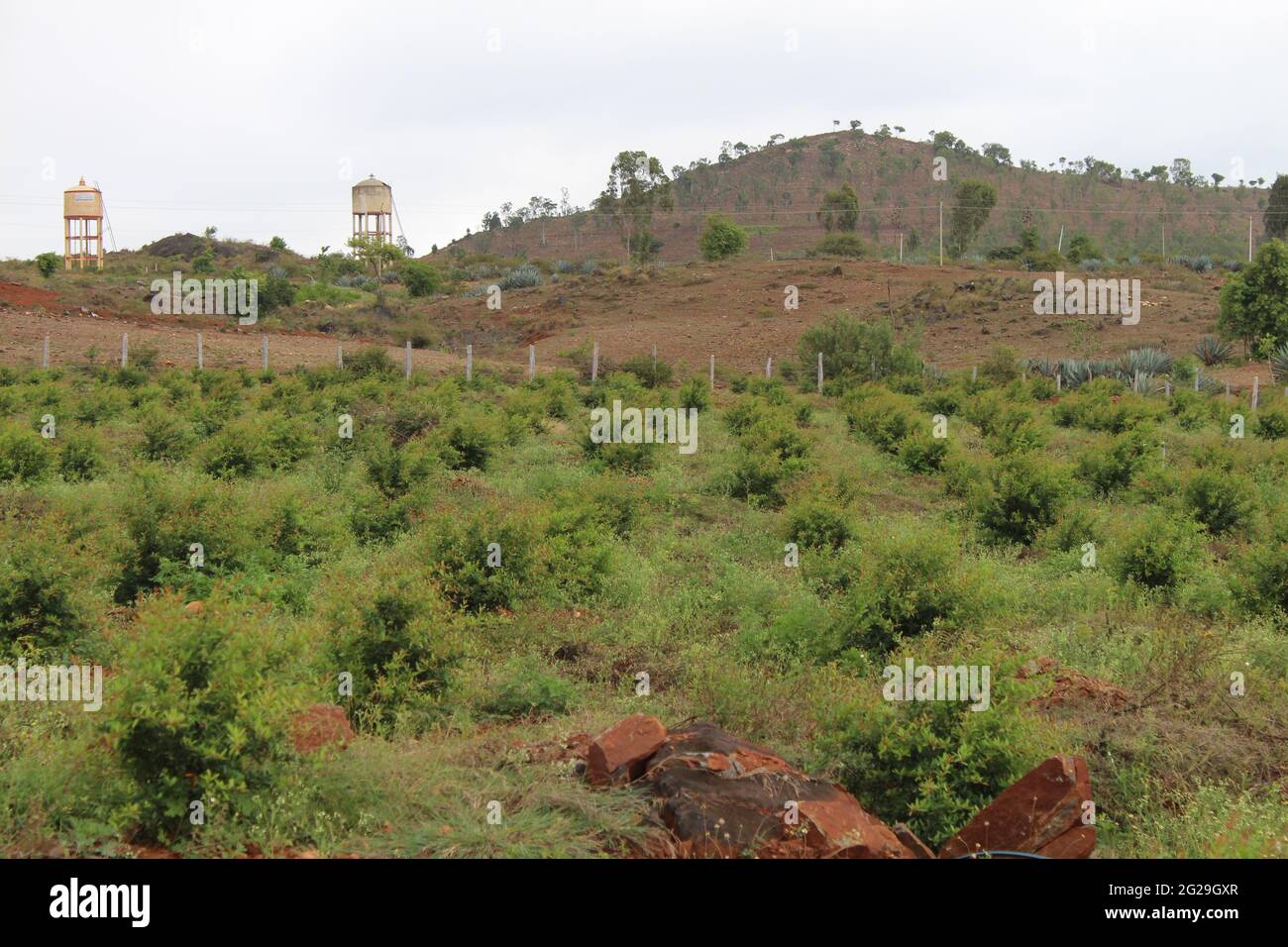 Farming land at Mandya, Karnataka Stock Photo Alamy