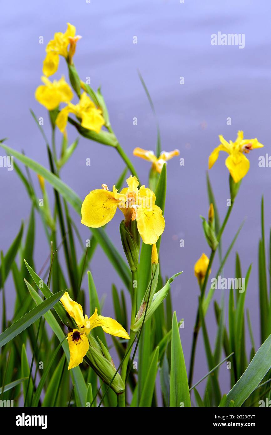 Yellow Flag Yellow Iris Water Flag Sumpf Schwertlilie Gelbe yellow-flag-yellow-iris-water-flag-sumpf-schwertlilie-gelbe